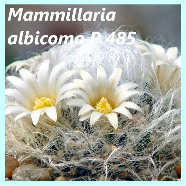 Семена кактуса Маммиллярия -Mammillaria albicoma P 485 (10 шт) #1