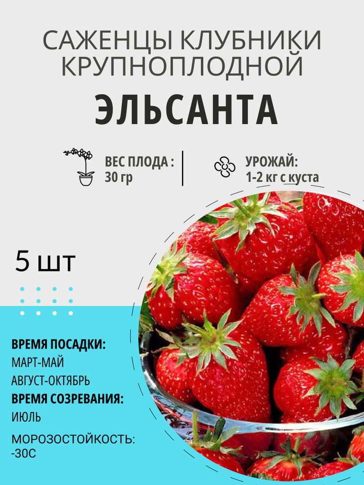 Саженцы ягодные, клубника Эльсанта крупноплодная и ремонтантная, многолетние плодовые растения  #1