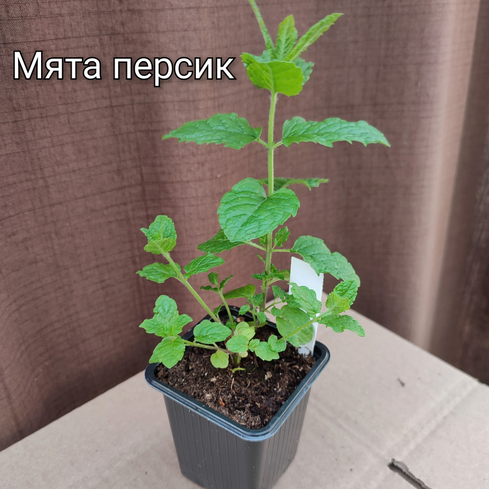 Клубни Мята, Лекарственные травы купить по выгодной цене в интернет ...