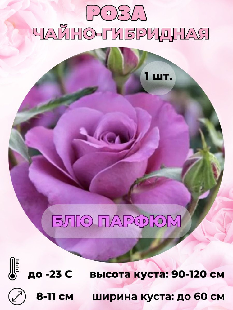 Роза Magic Garden Роза чайно-гибридная, саженец 1шт._Блю парфюм ...