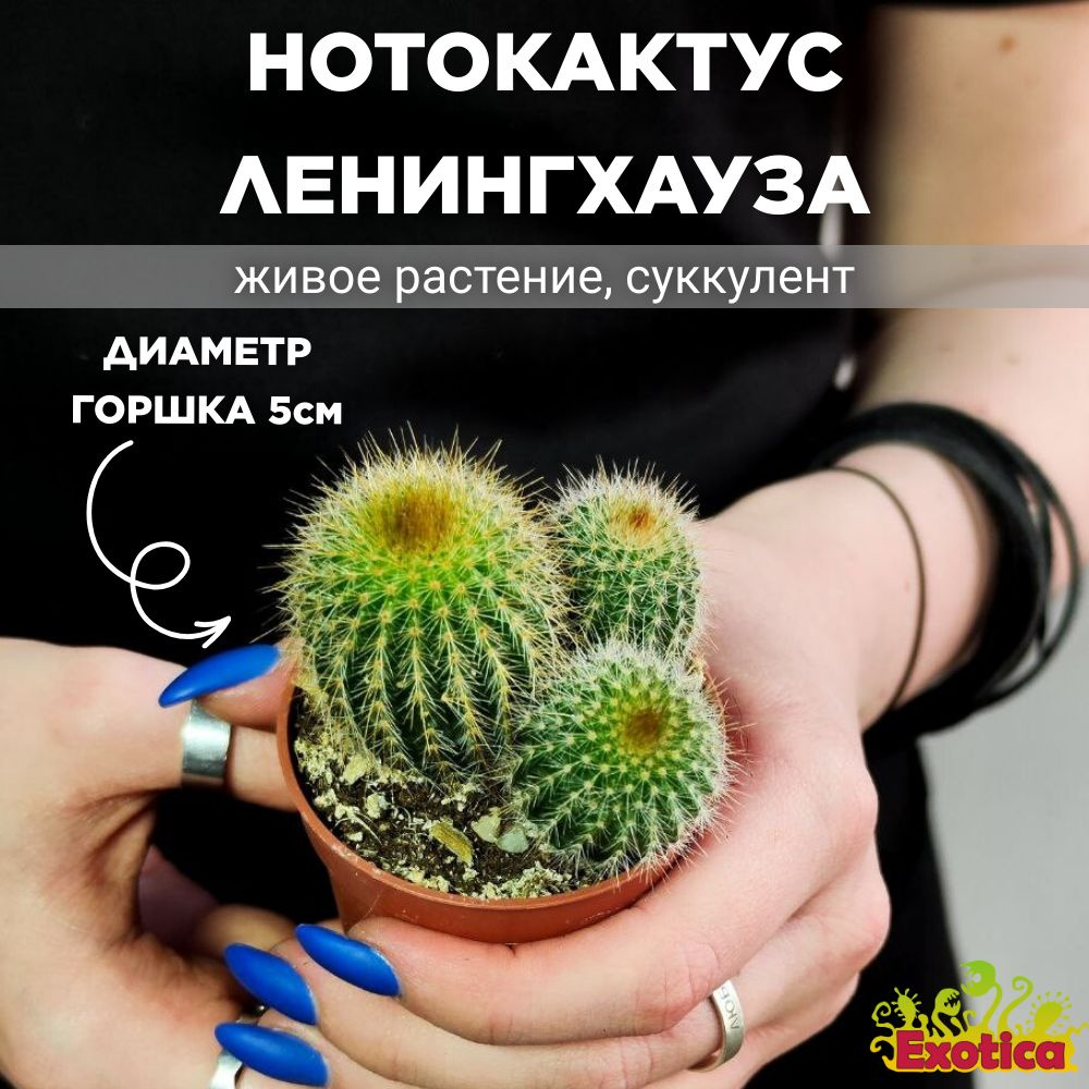 Нотокактус Ленингхауза Груп (Notocactus Leninghausii Group) D5см #1