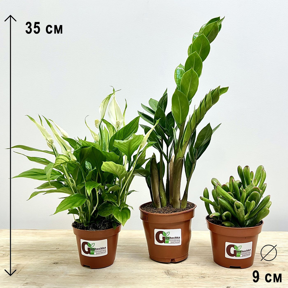 Набор 3 растения (d9): Замиокулькас, Крассула Хоббит, Спатифиллум, высота 20-40см  #1