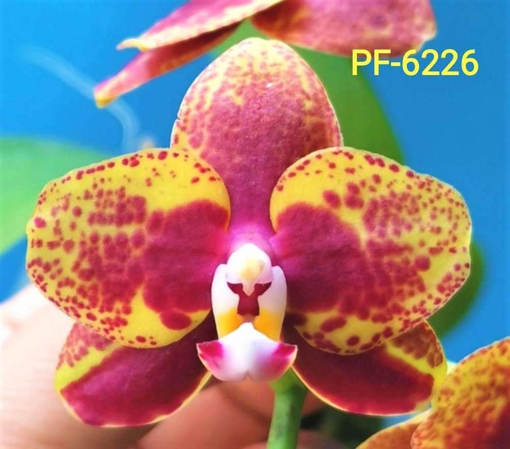 Фаленопсис PF 6226 1,7 Арома #1
