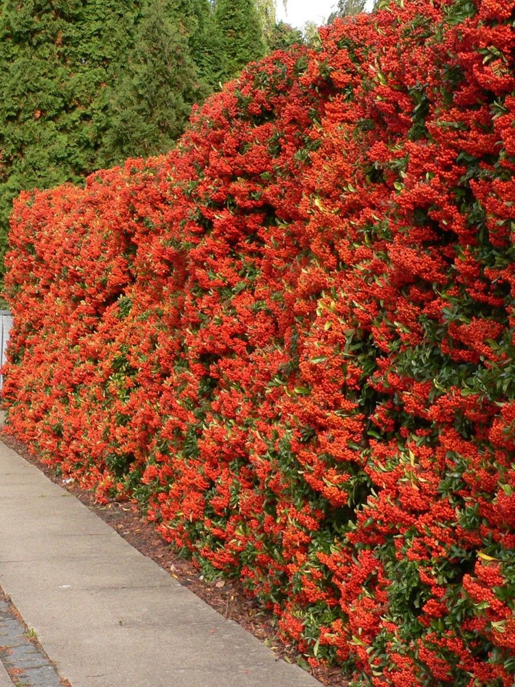 Семена Пираканта шарлаховая красная (Pyracantha coccinea), 15 штук  #1