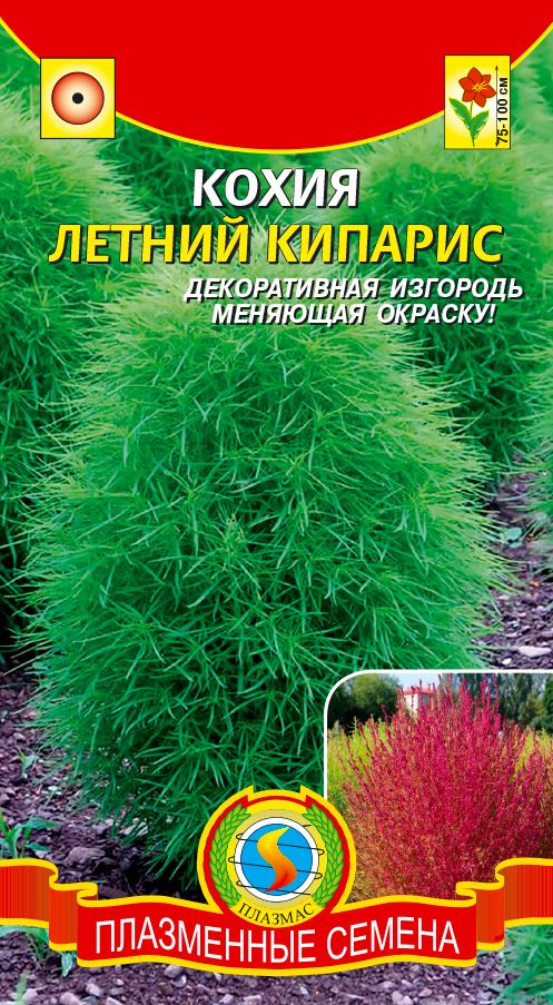 Кохия Летний кипарис. Плазменные семена. Декоративная изгородь меняющая окраску!  #1