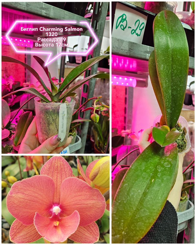 Орхидея живая подросток Биглип Charming Salmon,размер d9,не цветет ...