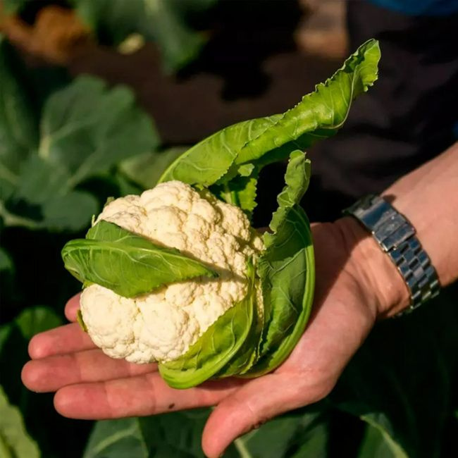 ОПААЛ семена капусты цветной, 100 шт. (Rijk Zwaan / ALEXAGRO). Высокоурожайный, очень ранний сорт для #1