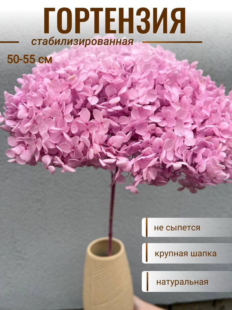 plombir shop Стабилизированные цветы Гортензия, 55 см #1