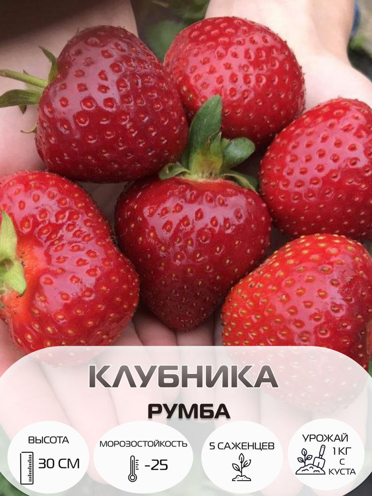 Клубника Румба, саженцы многолетние ягодных кустарников, крупноплодные и ремонтантные сорта  #1