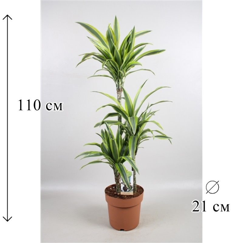 Драцена Лемон Лайм 3 ств 21/110 CF #1