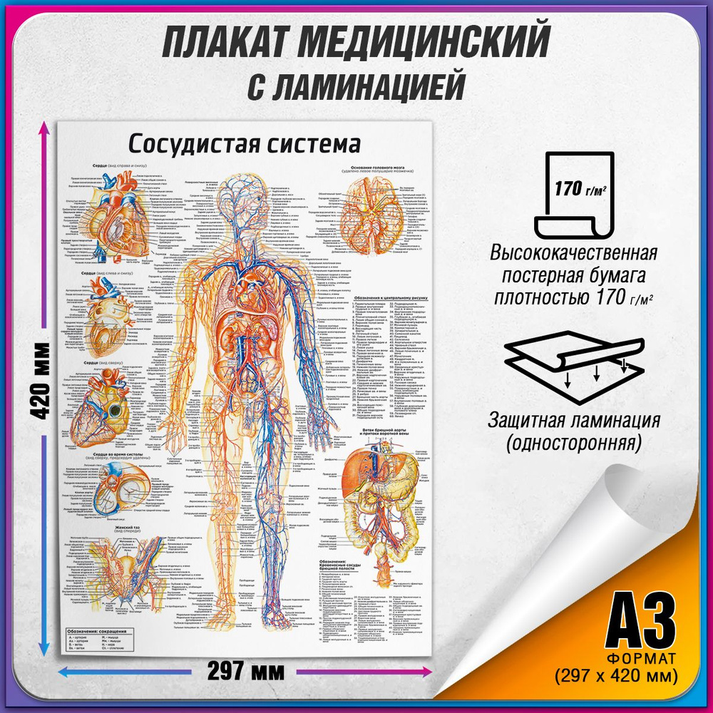 Информационный медицинский плакат "Сосудистая система" / ламинированный / А-3 (30x42 см.)  #1