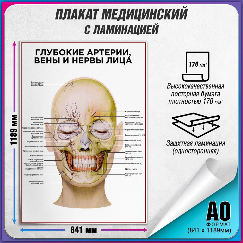 Информационный медицинский плакат "Глубокие артерии, вены и нервы лица" / ламинированный / А-0 (84x119 #1