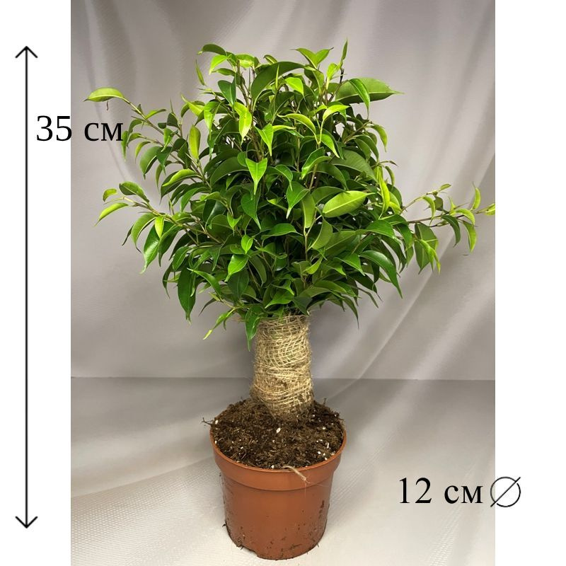Фикус Бенджамина Наташа в джуте 12/35 #1