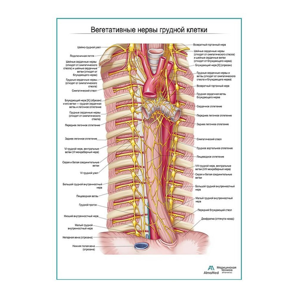 Обучающий плакат "Автономные нервы грудной клетки", размер А2+, глянцевая фотобумага от 200г/м2  #1