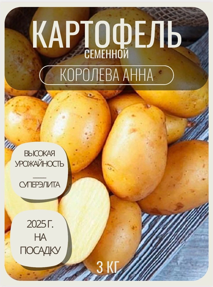 Картофель семенной клубни для посадки 3 кг купить на OZON по низкой ...