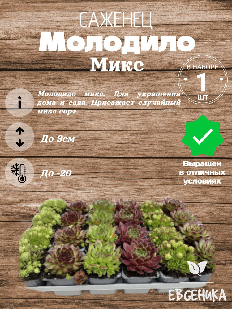 Молодило Микс #1