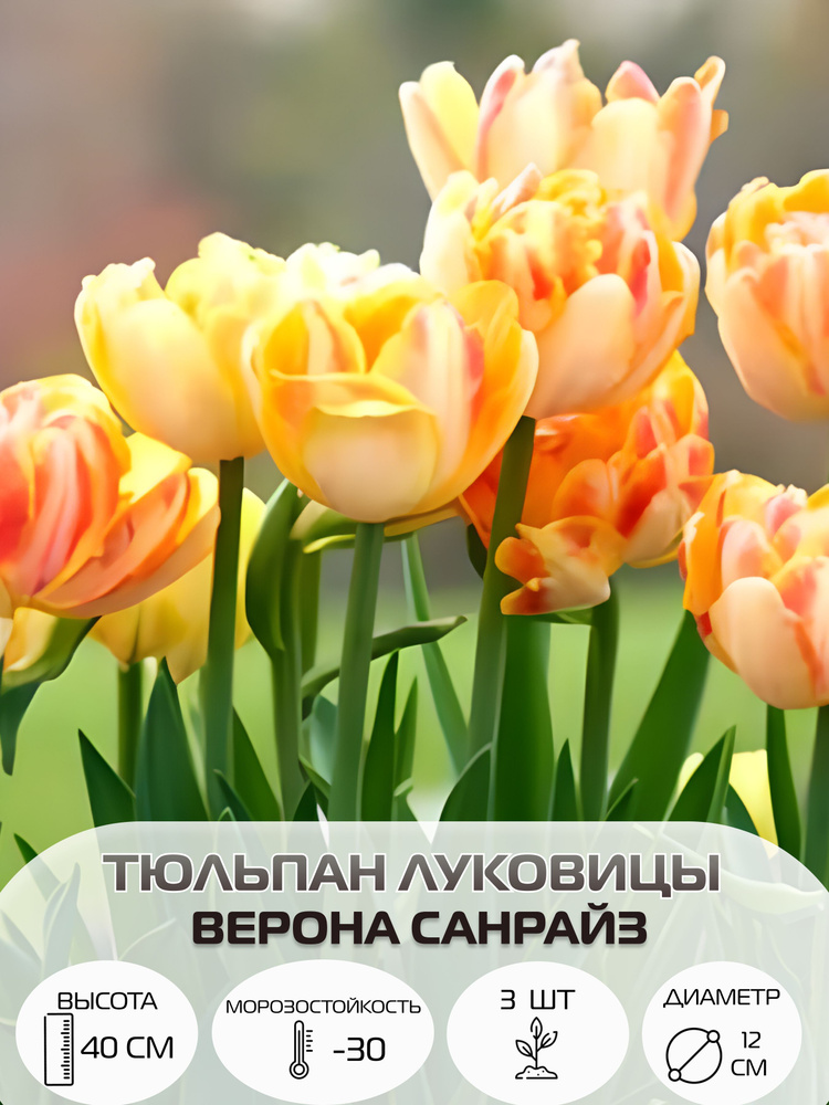 Тюльпаны луковицы многолетние крупные Верона Санрайз, 3 шт #1