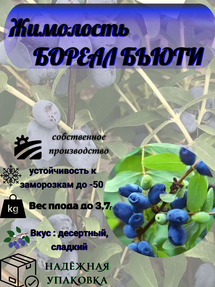 Королева Роза Саженец #1