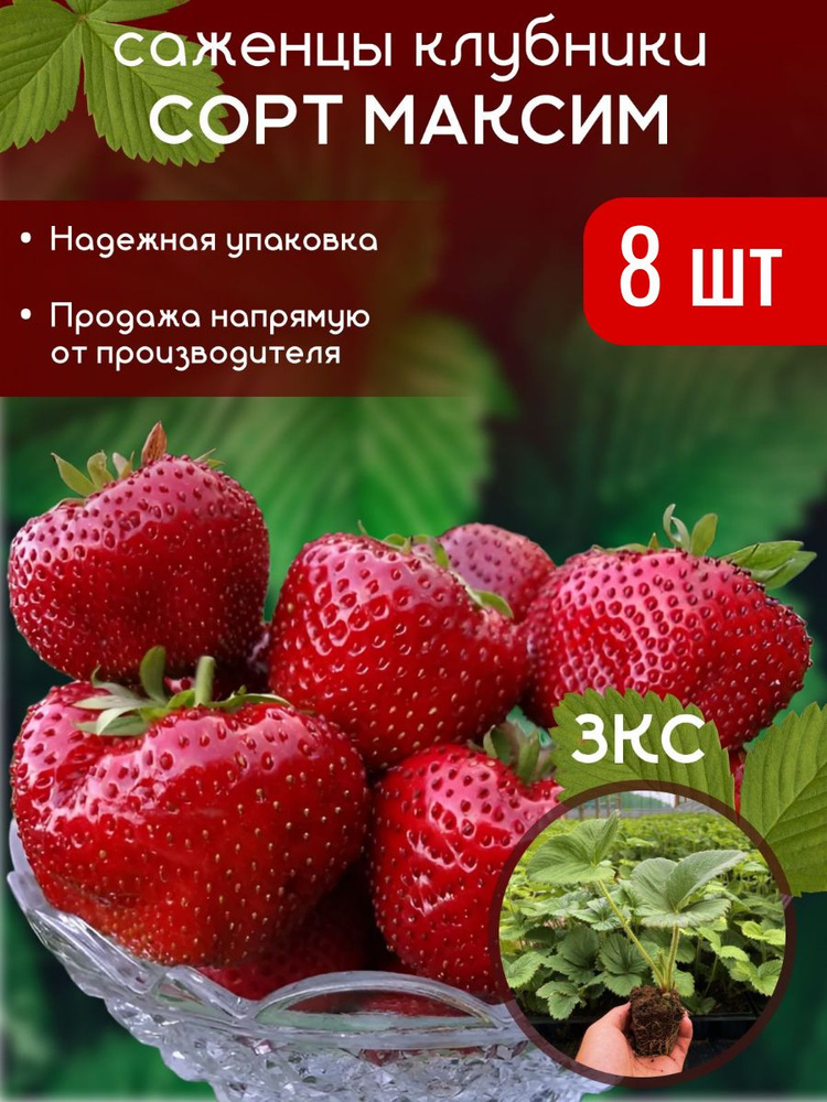 Саженцы клубники Максим с закрытой корневой системой #1