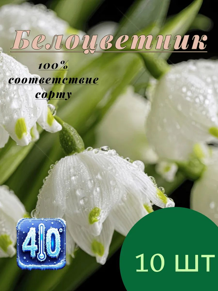 Белоцветник 10 луковиц #1