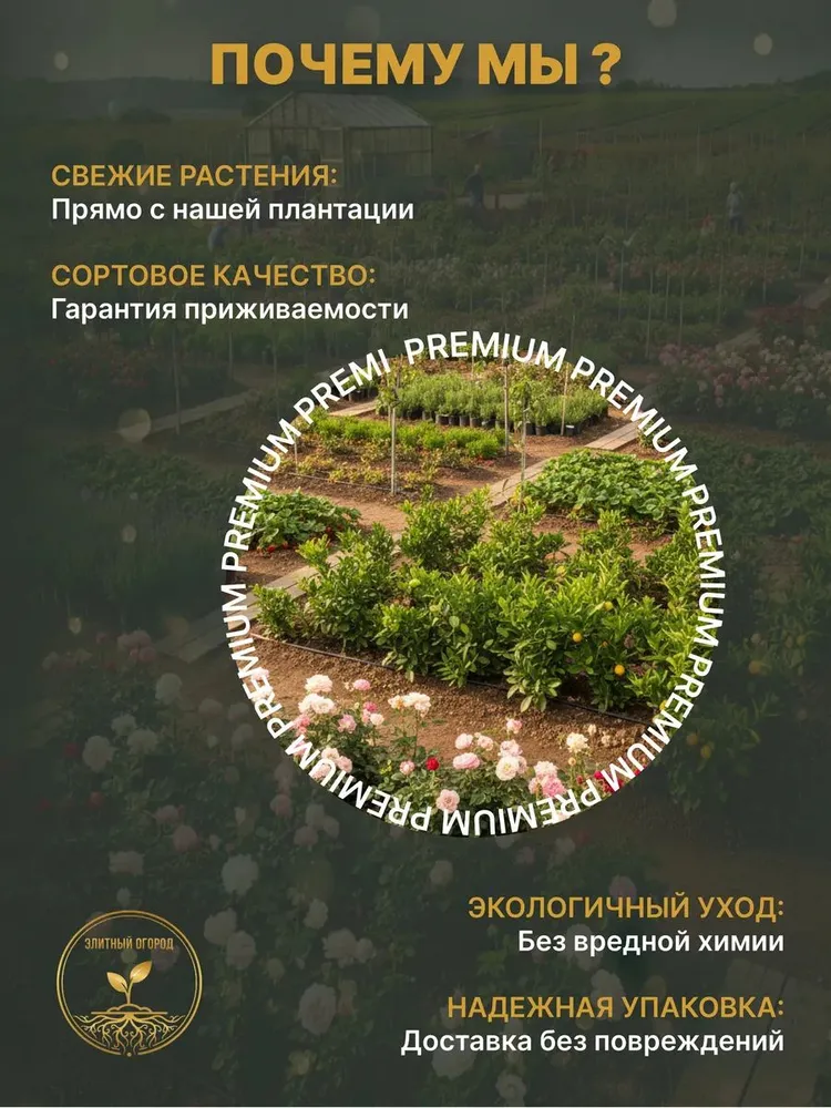 Саженцы Розы флорибунда Кимоно, вариант, фото 5