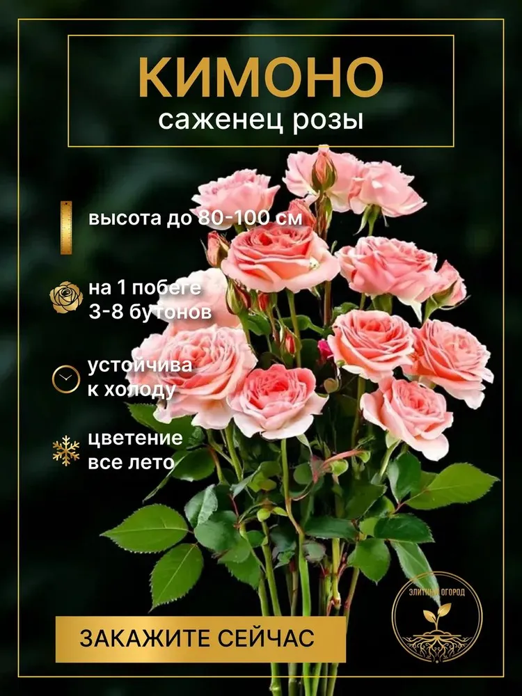 Саженцы Розы флорибунда Кимоно, вариант
