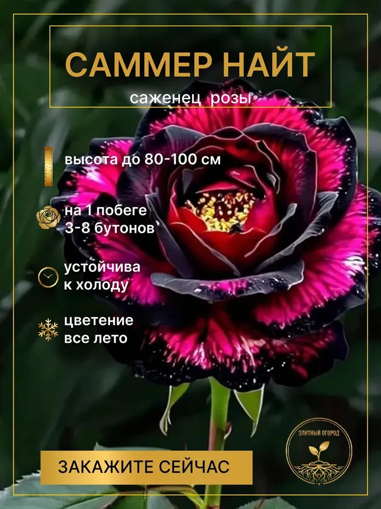 Саженцы Роз Саммер найт, вариант