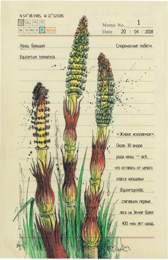 Секреты родной природы. Дневник маленьких открытий на каждый день | Secrets of Nature: A Diary of Daily Discoveries - Ozon image 5