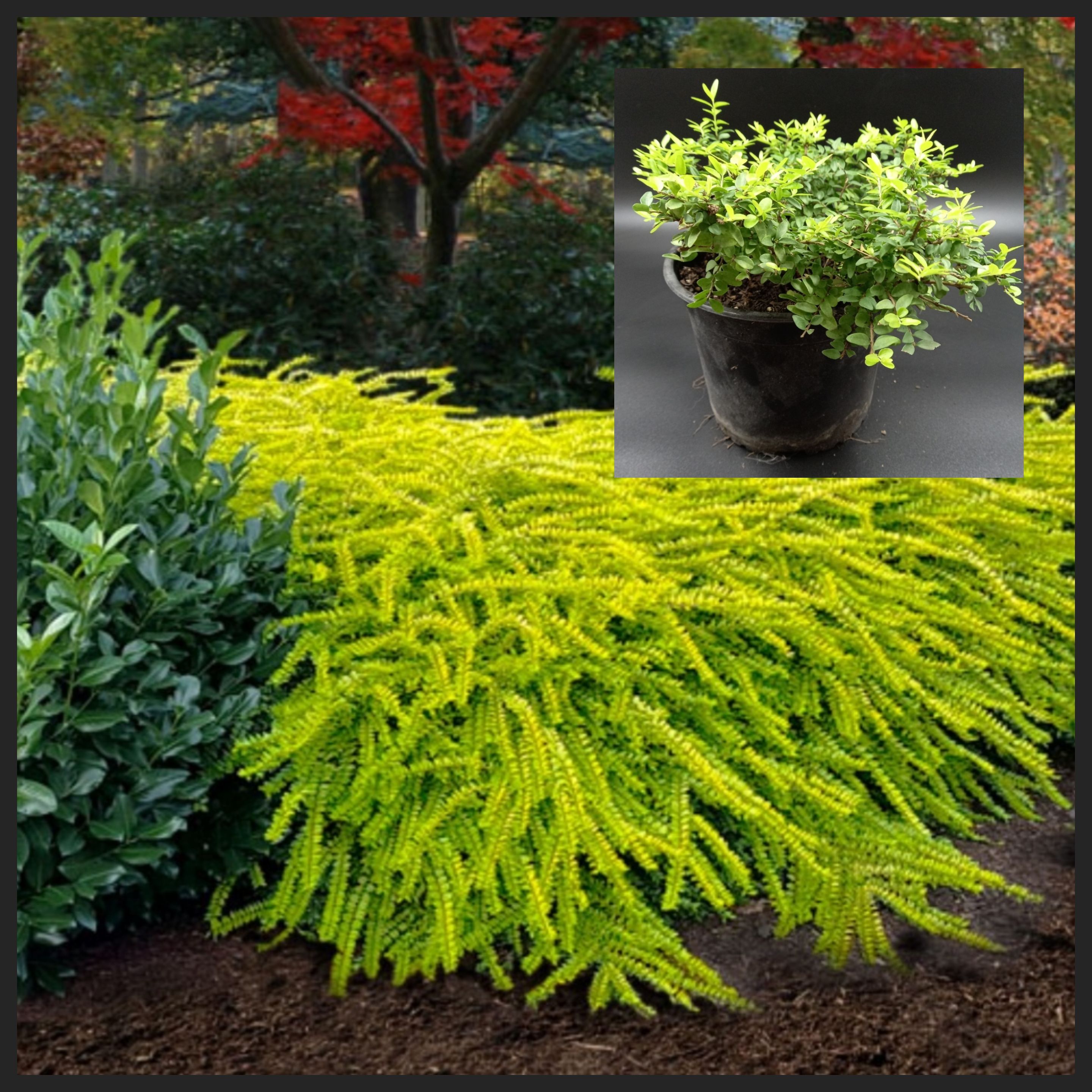 Анус пен жопаның порнофотосуреттері Якут және орыс порно видео