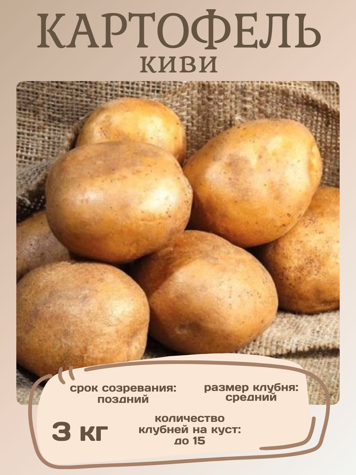 Кусты картофеля сорта Жуковский на грядке