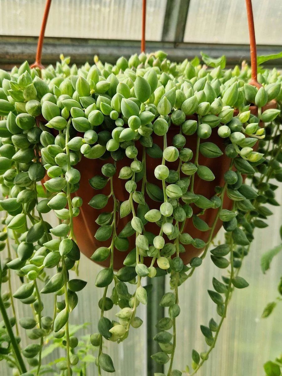 Крестовникрастение