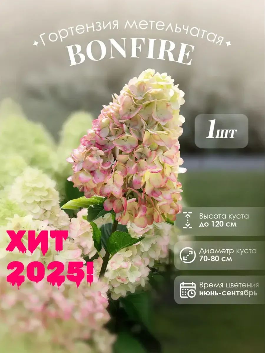 СаженецБонфаергортензияметельчатая