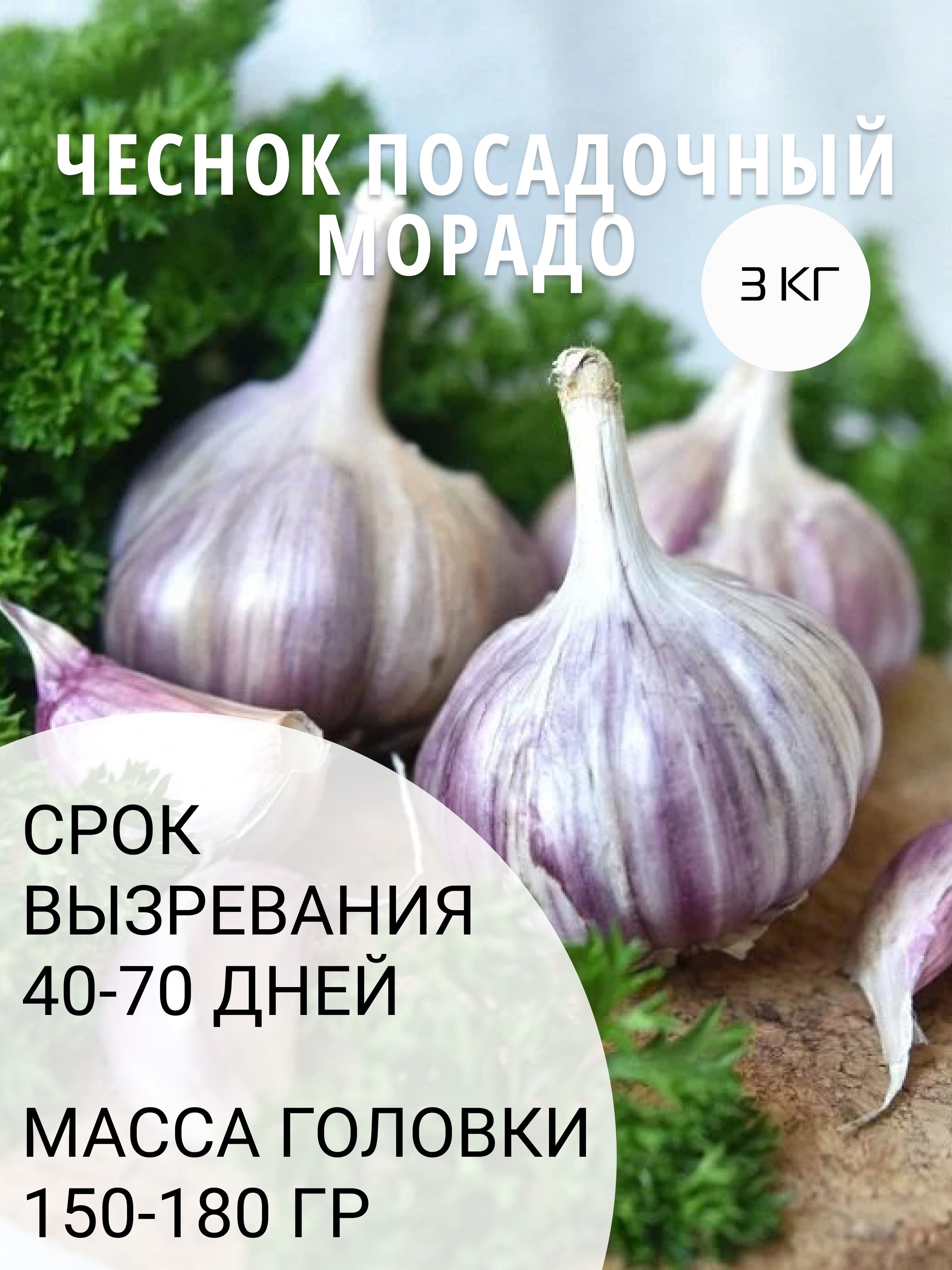 Полное руководство по посадке озимого чеснока: сроки, правила, ответы на частые вопросы