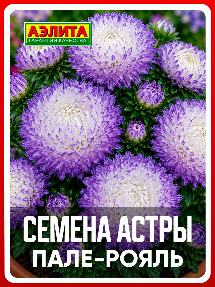 Семена Астра "Пале-рояль" пионовидная 0,2 гр, однолетние цветы для дома, дачи, сада и огорода, клумбы, #1