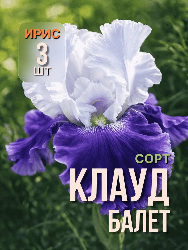 Ирисы #1