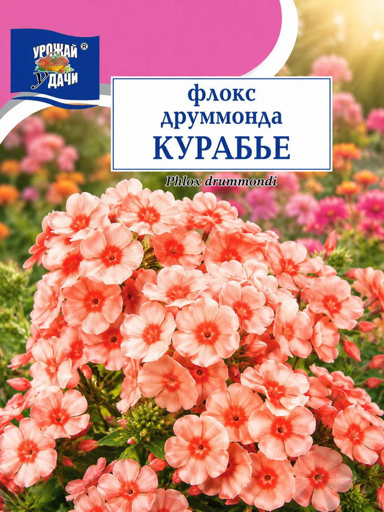 Флокс КУРАБЬЕ (Семена Урожай Удачи, 0,1 г семян в упаковке) #1