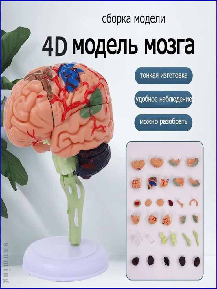 модель мозга #1
