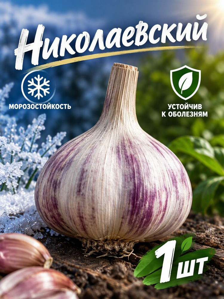 Чеснок Николаевский #1