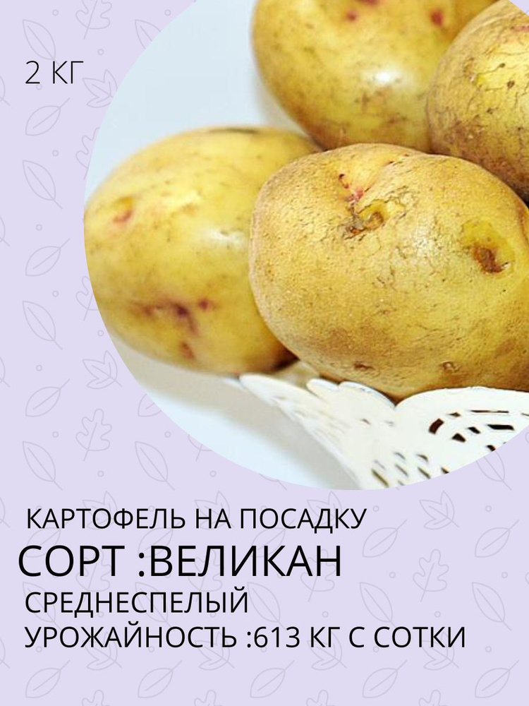 Клубни Картофель купить по выгодной цене в интернет-магазине OZON ...