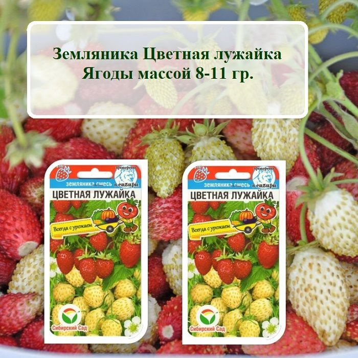 Набор семян фруктов и ягод Земляника Цветная лужайка (2 пачки по 10 шт. семян) #1