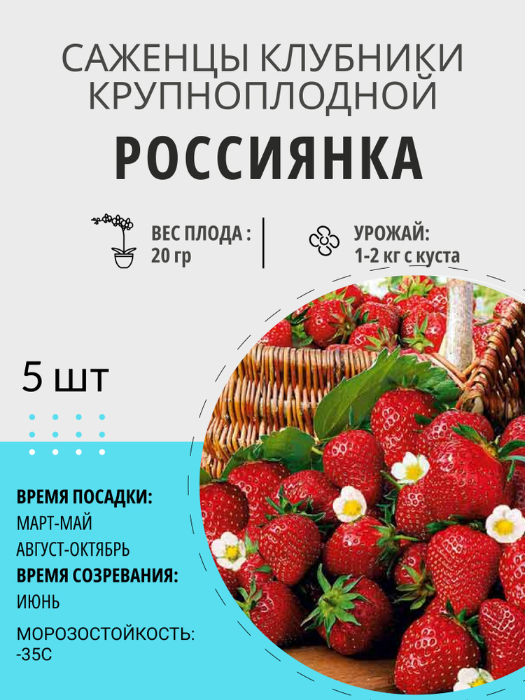 Саженцы ягодные, клубника Россиянка крупноплодная и ремонтантная, многолетние плодовые растения  #1