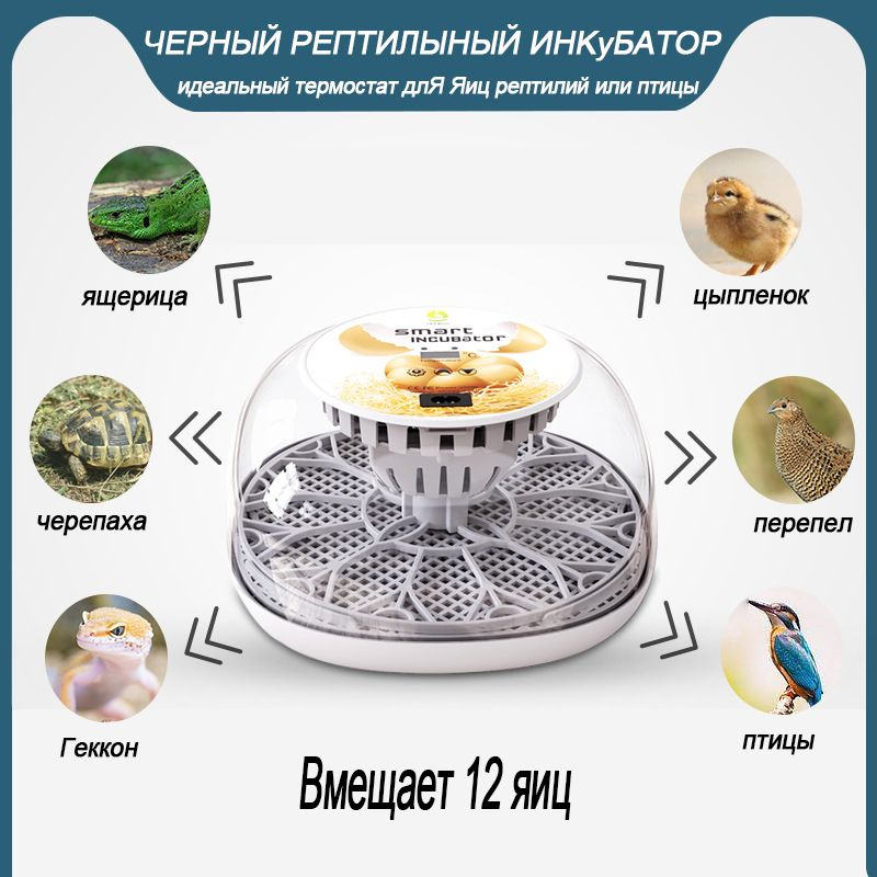 Инкубатор для рептилий купить на OZON по низкой цене (1896016854)