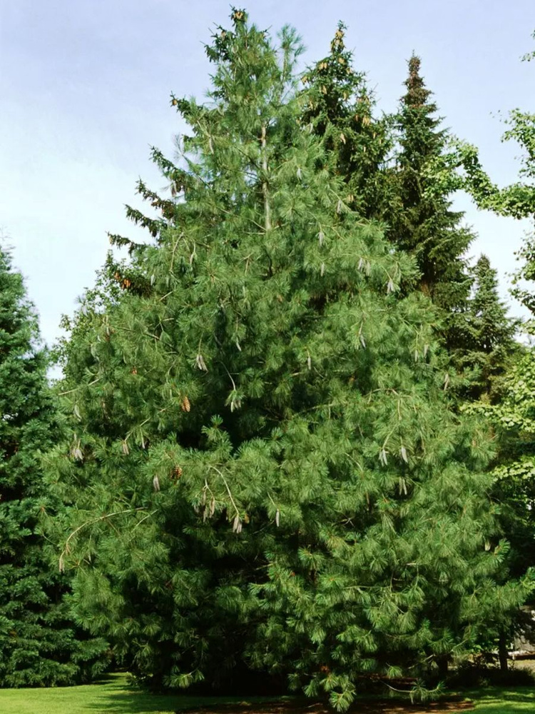 Семена Сосна гималайская (Pinus wallichiana), 10 штук #1