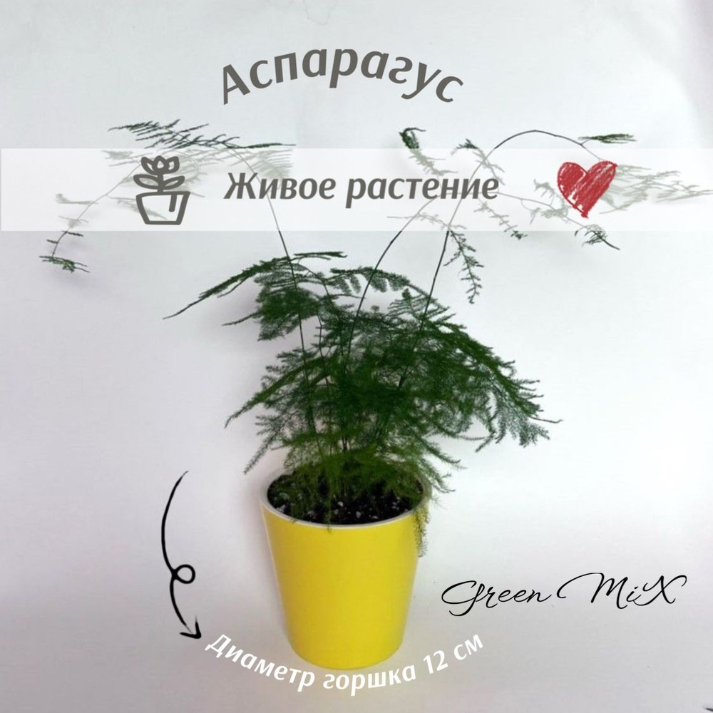 Аспарагус, цвет Сетацеус или Плюмозус – Asparagus setaceus, 12 см, 1 шт