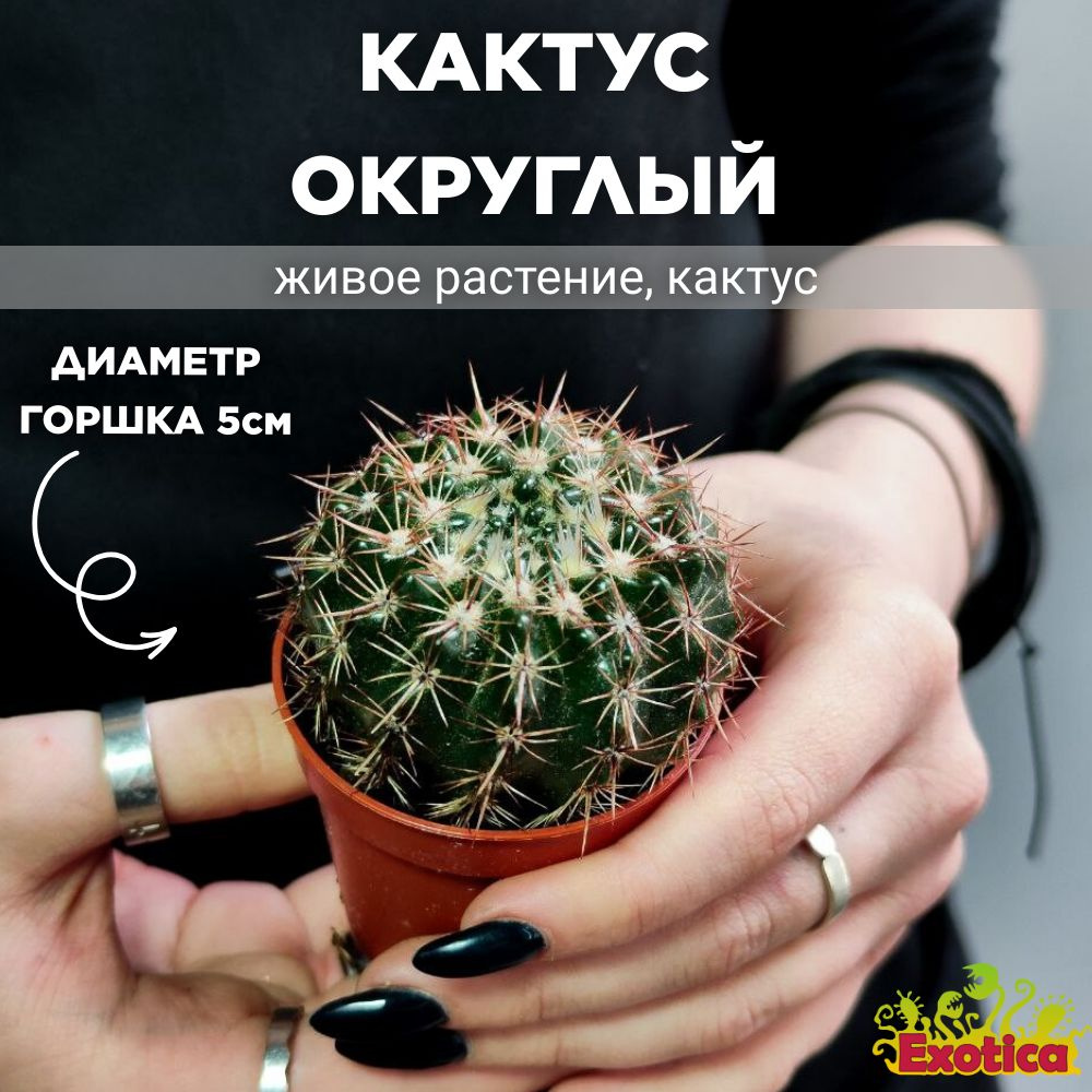 Кактус Округлый (Cactus Mix) D5см #1