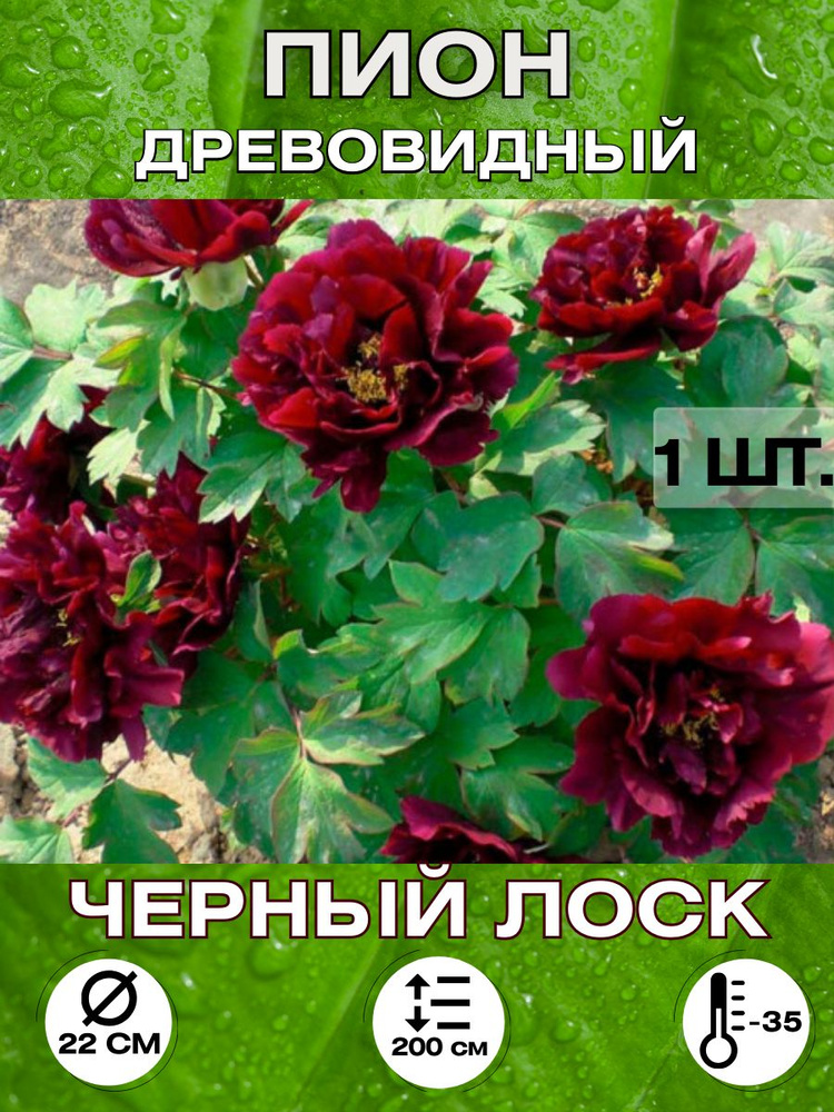 Magic Blooming Garden Семена ,1шт #1