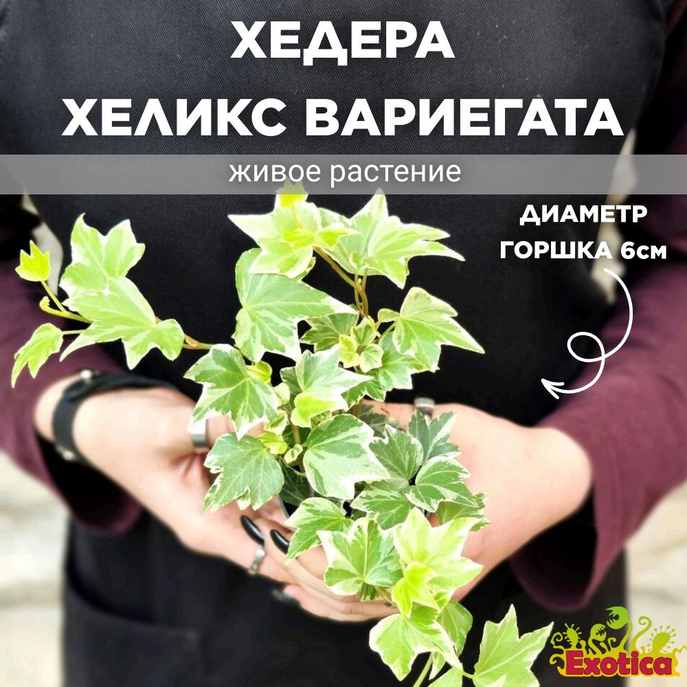 Хедера Хеликс Вариегата, Плющ (Hedera Helix Variegata) D6см (ЖИВОЕ РАСТЕНИЕ)