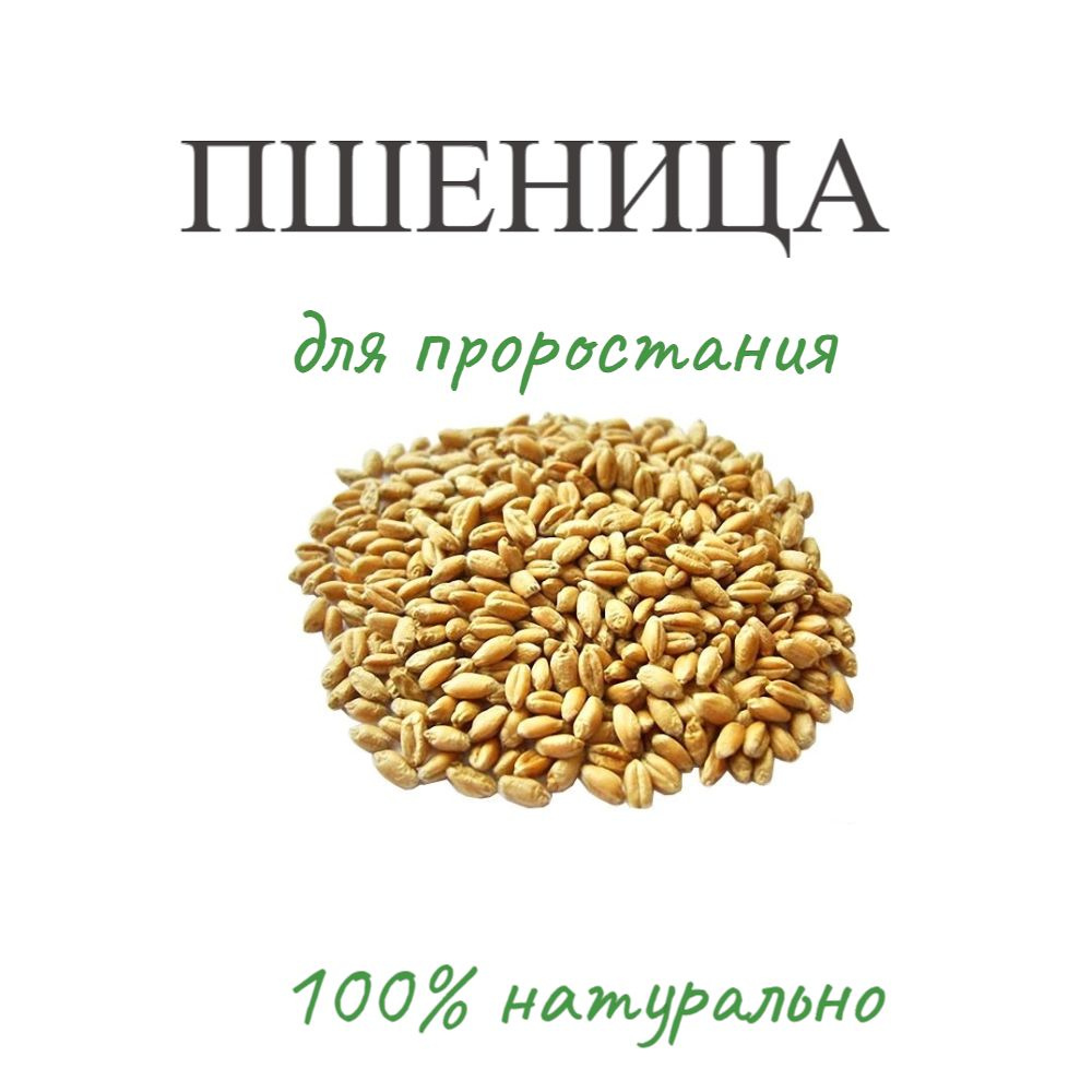 Пшеница для проращивания, витграсс, трава для животных - купить с ...