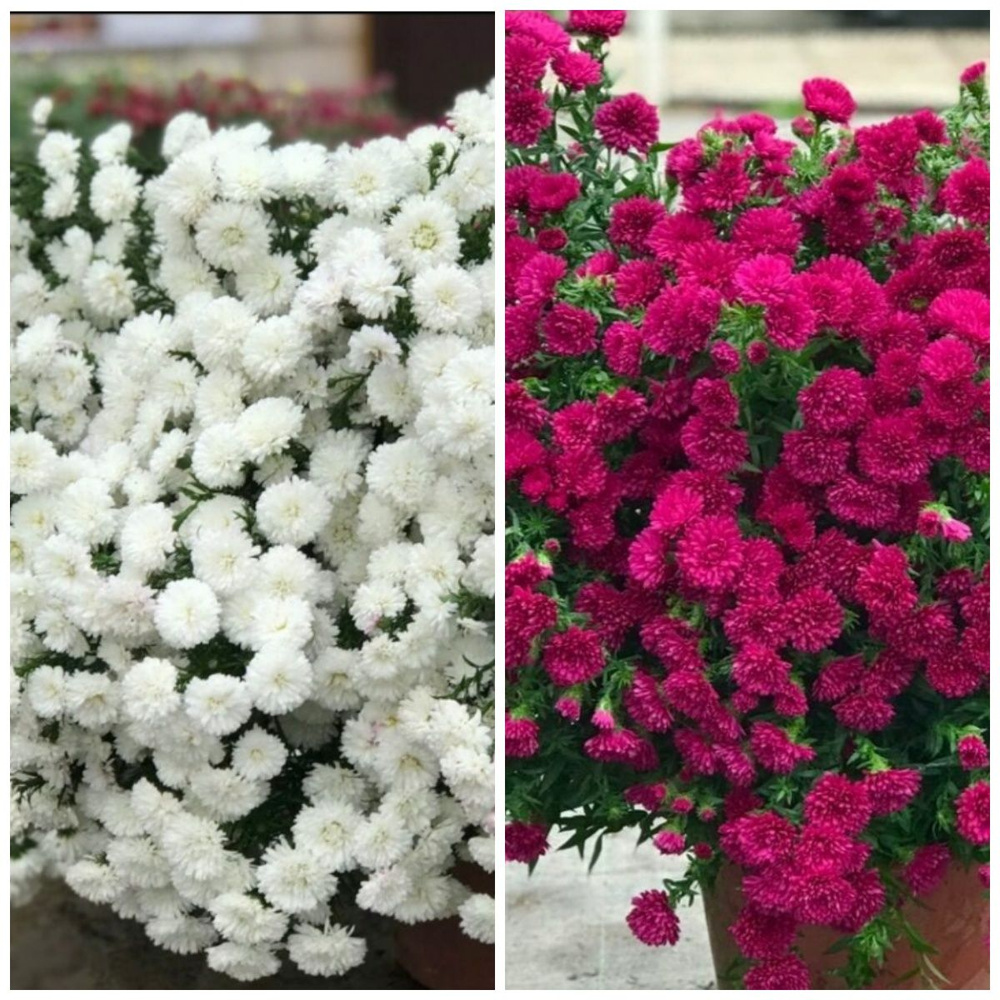 Астра многолетняя шарообразная шоумейкер #2, набор из двух контрастных ...