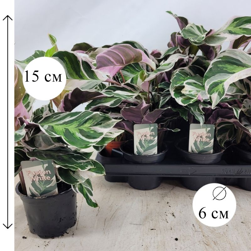 Калатея Фьюжн Вайт 6/15 #1